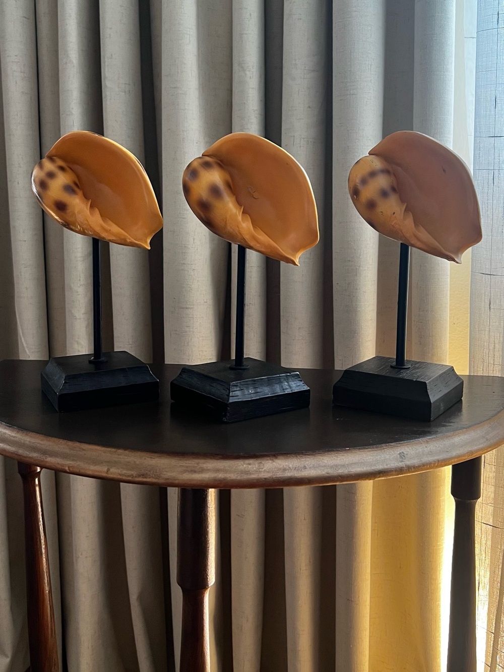 Coastal Modern Nautilus Shell Decor Sculpture - Set of 3 - Elegant Home Accent